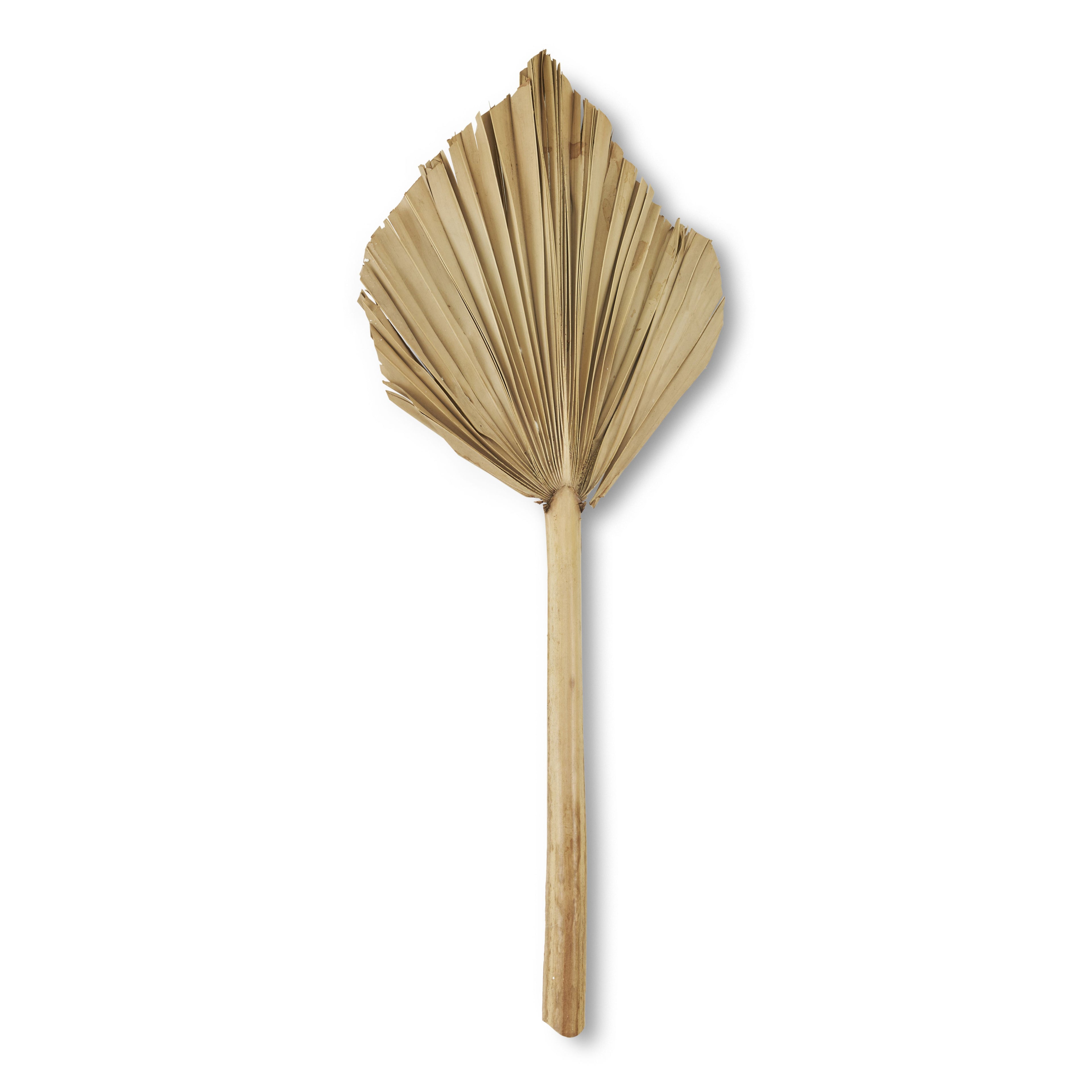 Feuilles de palmier séchées décoratives