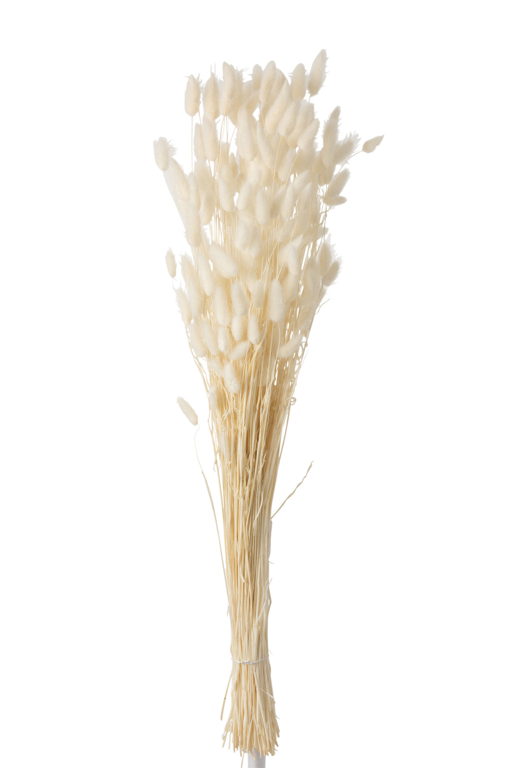 Bouquet Queue De Lievre Sechées Ecru Large