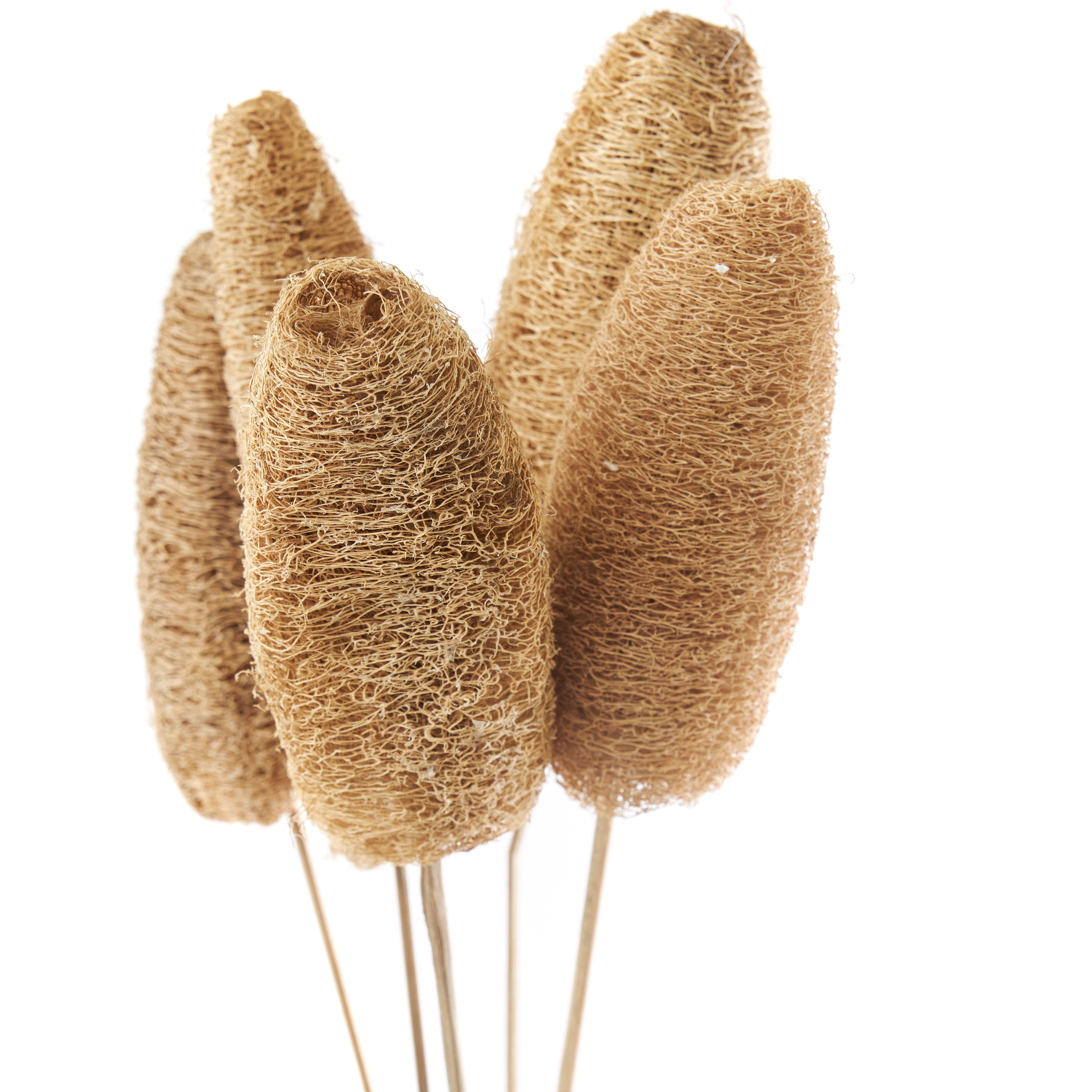 Tiges décoratives en fleurs séchées (lot de 5)