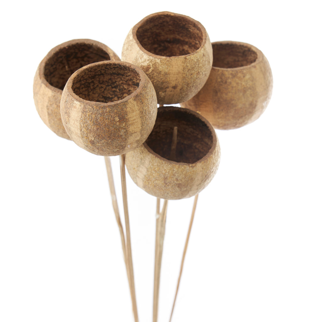 Fleurs séchées naturelles (lot de 5)